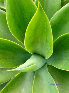 Ladner Art Corner Editorial Photography category. Color flora photo of a bright green Foxtail Agave with the focus on the center of the plant. Outer outline with yellow around each tepal.