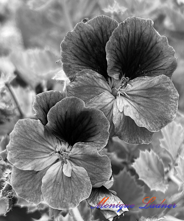 Black and white Geraniums