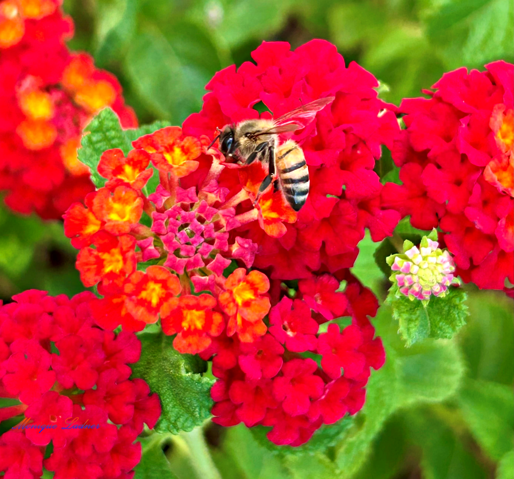 Red Lantana with bee