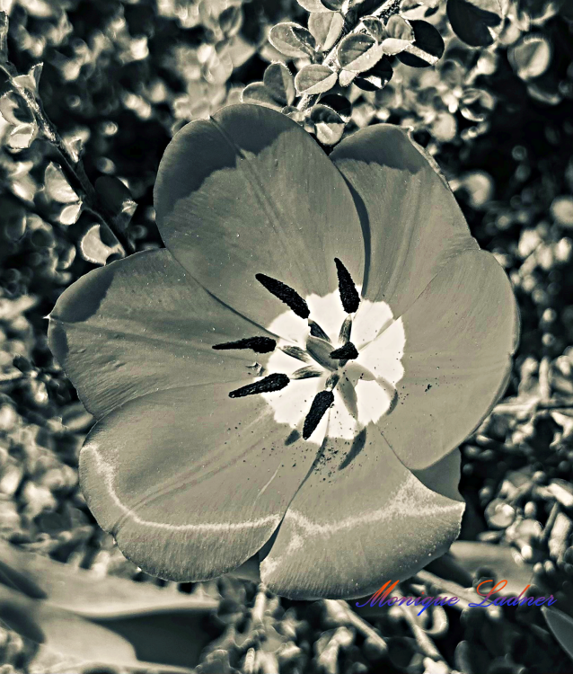 Ladner Art Corner Editorial Photography category. Black and white flora photo of a Poppy flower. The petals show a shiny satin texture.
