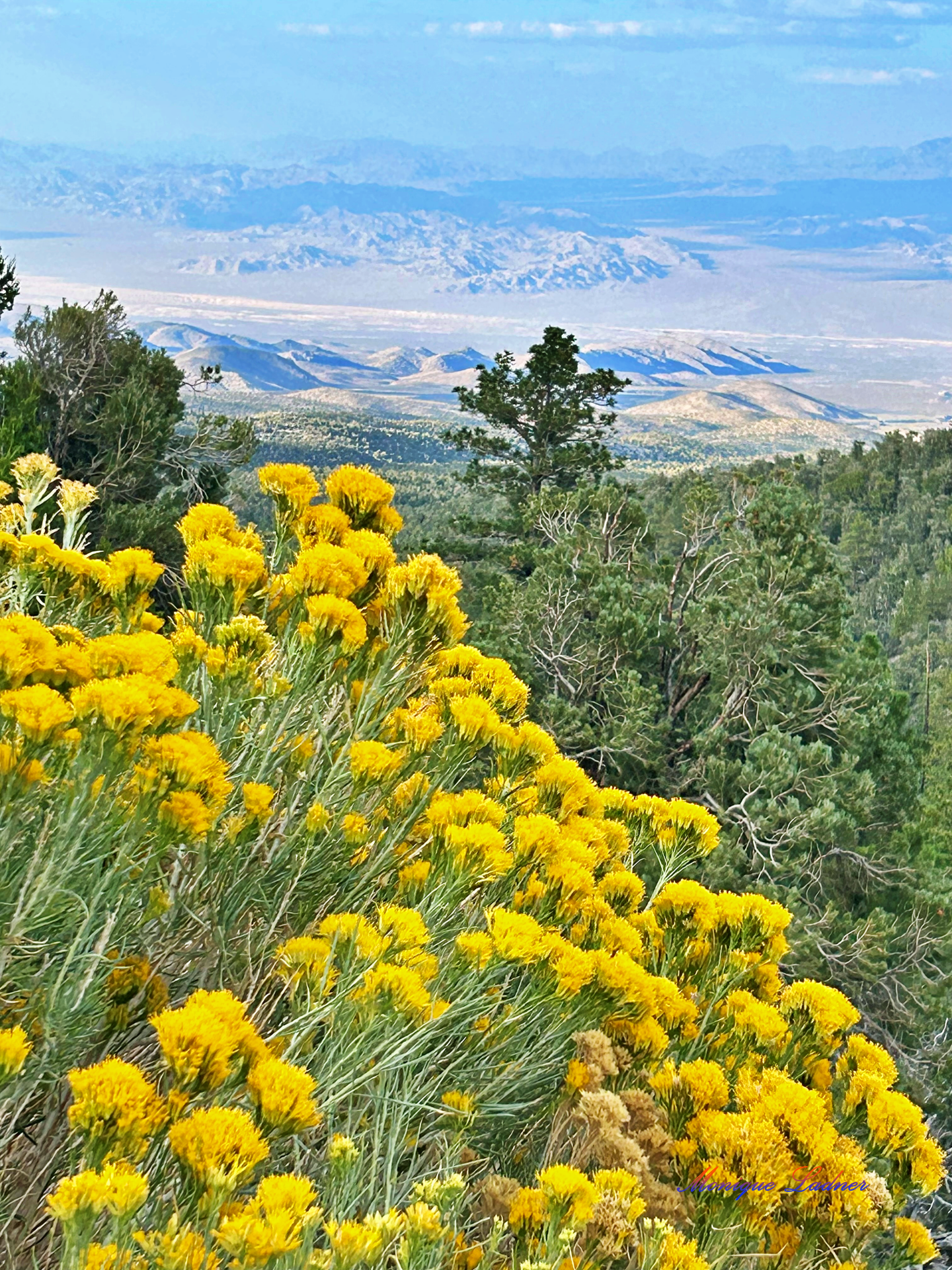 Ladner Art Corner Editorial Photography category. Color landscape photo of mountains in the back ground under a blue sky with green pine trees in the midground and yellow Rabbit Brush plants in the foreground.