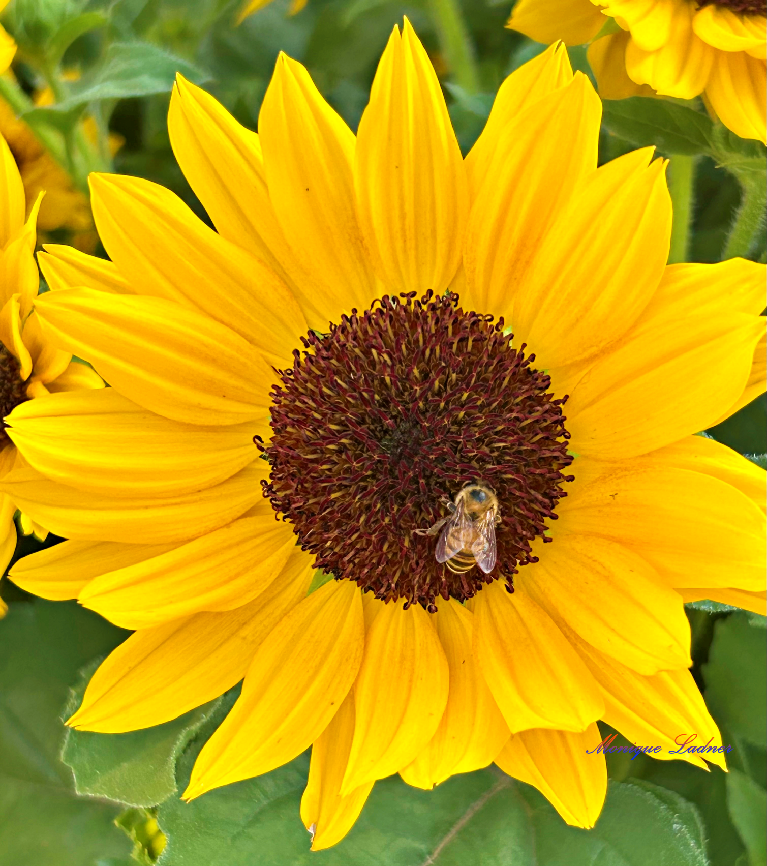 Bright yellow sunflower with a bee in the middle