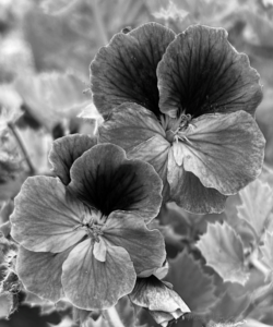 BW print of Geraniums.