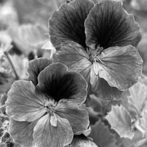 BW print of Geraniums.